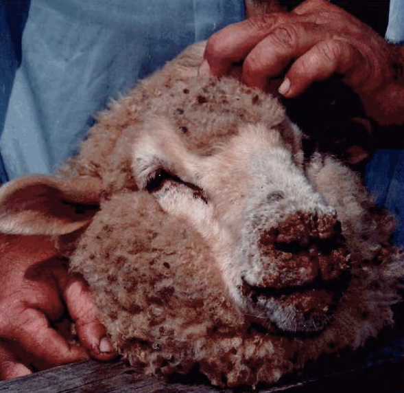 Sheep_with_orf